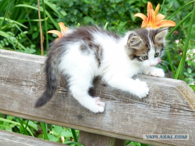 Котовторник 9.07.2013