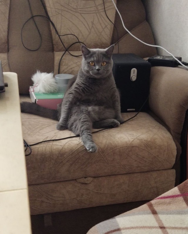 А котовторник уже пришёл?