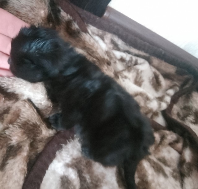 Да будет кот!