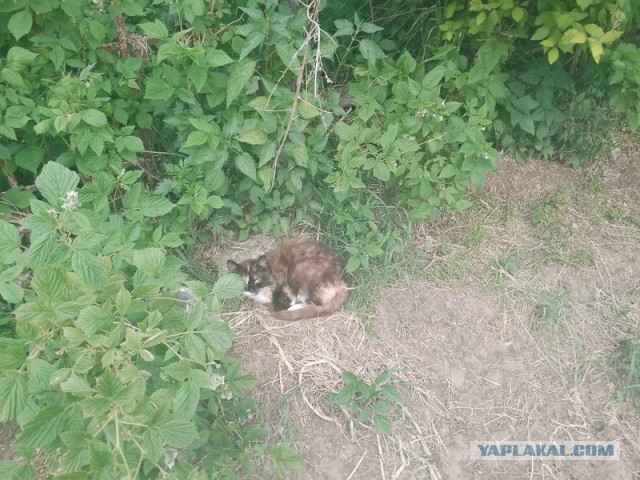 Жизнь домашнего приюта для котеек 578