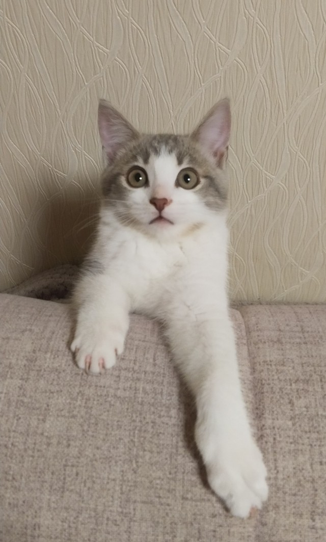 К котовторнику: знакомтесь: Сёма