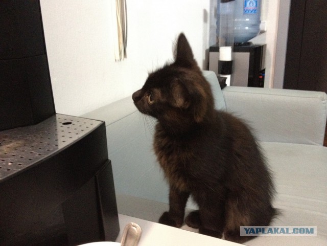 Котовторник 18.03.2014