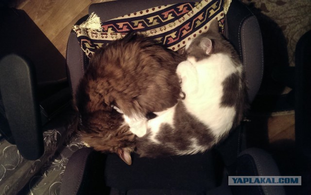 Котовторник 01.04.2014