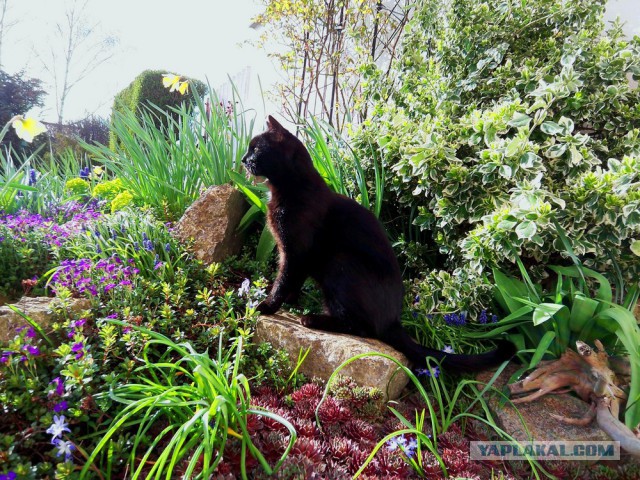 Котовторник 22.04.2014