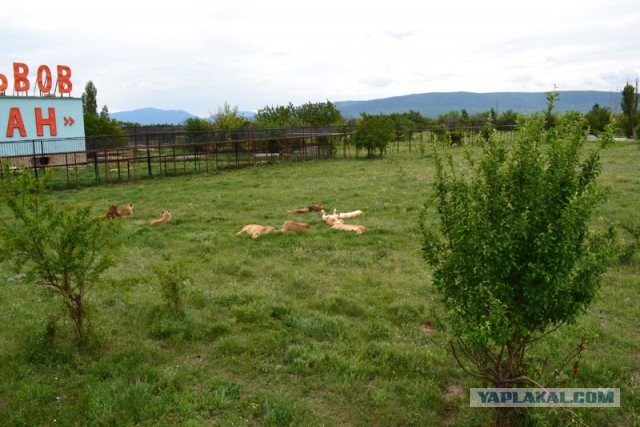 Отдых в Крыму 2014