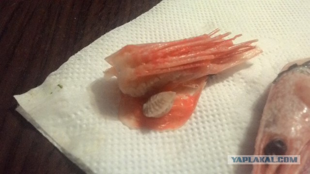 Креветочный клещ