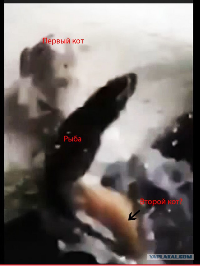 Щуки на охоте