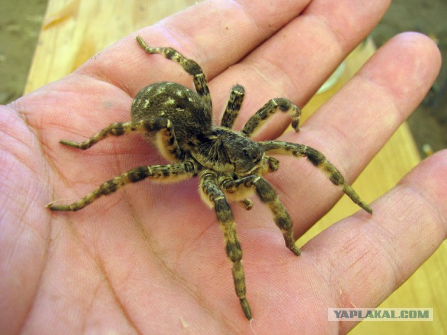 Топ 10 самых опасных насекомых и в мире