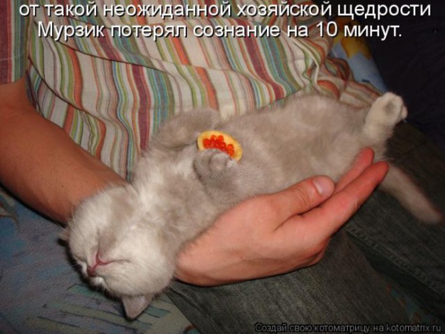 Ленивые коты