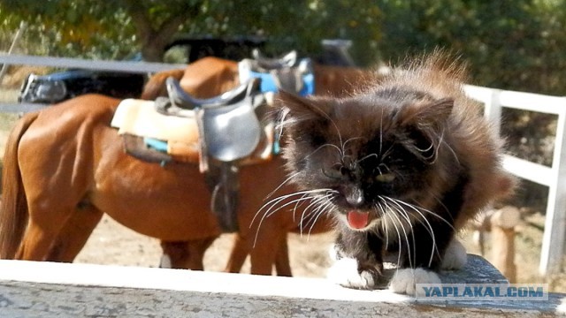 Пушистая скорая помощь