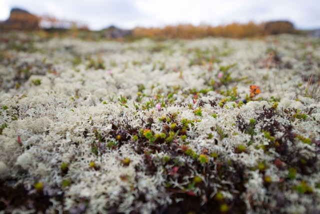 Поездка на Кольский полуостров.