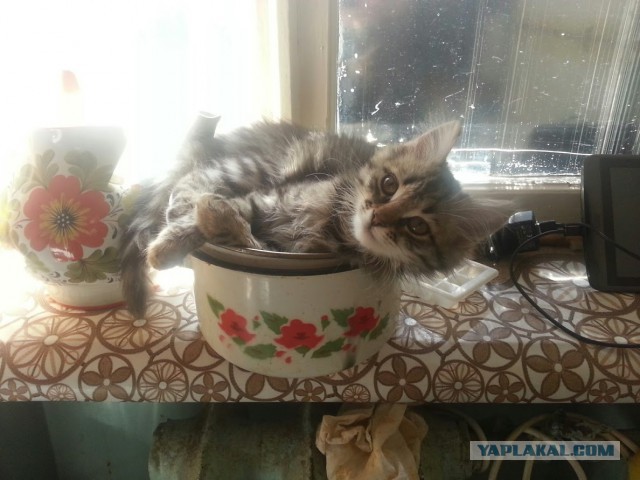 Жизнь домашнего приюта для котеек 91