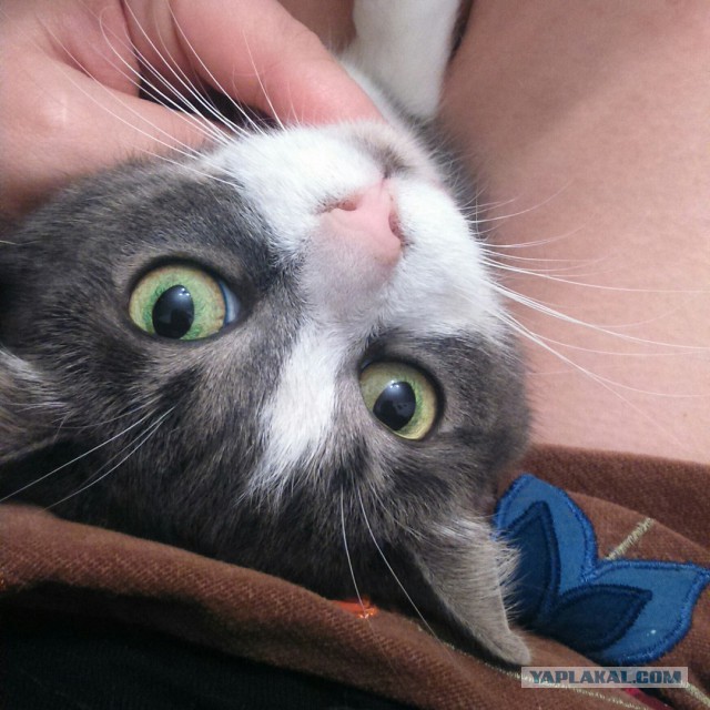 Пост невероятной кошачьей красоты. 25 фот.