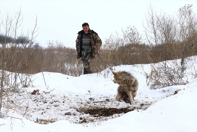 Охота на волков возле Чернобыльской зоны