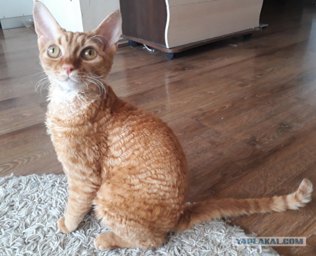 Котовторник 28.03.2017
