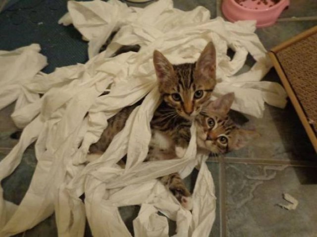 Коты и Кошки