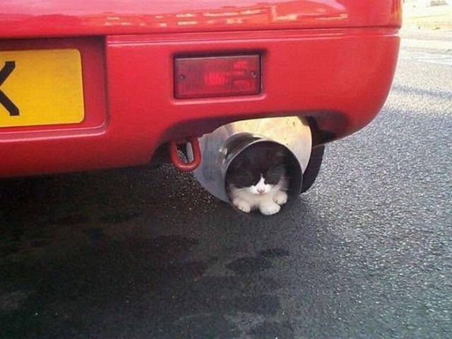Коты и Кошки