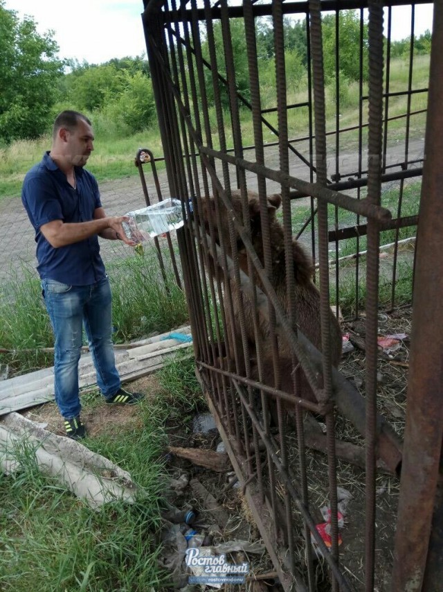 В заброшенном новошахтинском зоопарке умирает от голода десяток животных