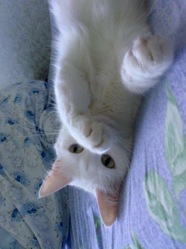 Коты и Кошки