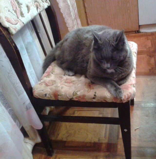 Котовторник 16.01.2018