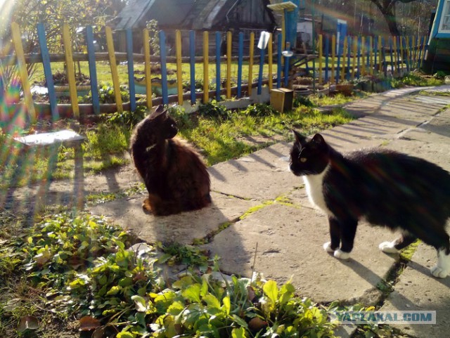 Вся красота беспородных кошек. Котовторнику посвящается.