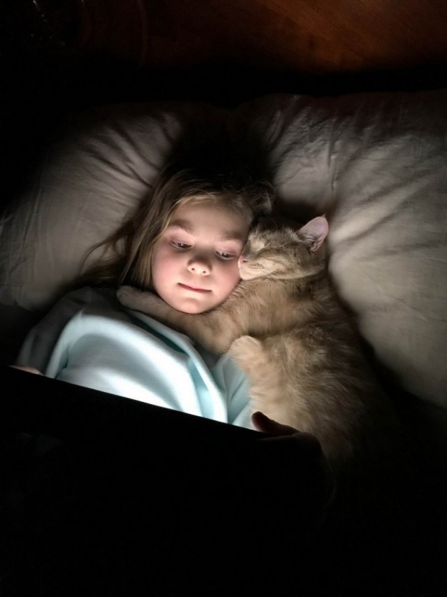 Прикольных котов пост