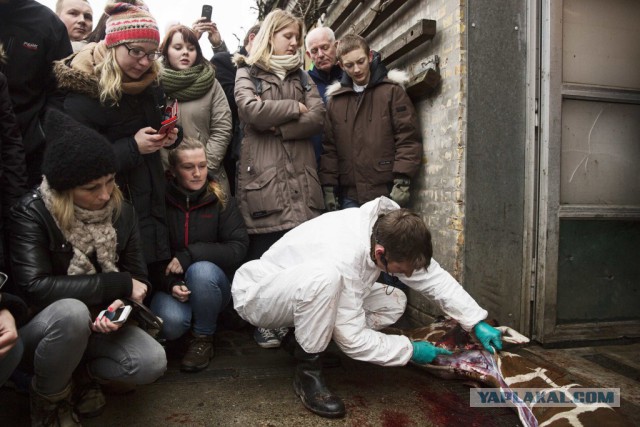 Марина & Светлана и их удивительные кошки на шоу "Америка ищет таланты"