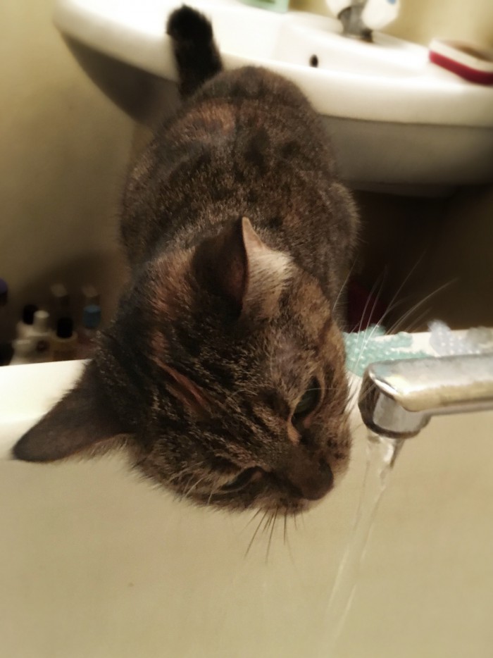 Котовторник 19.06.2018