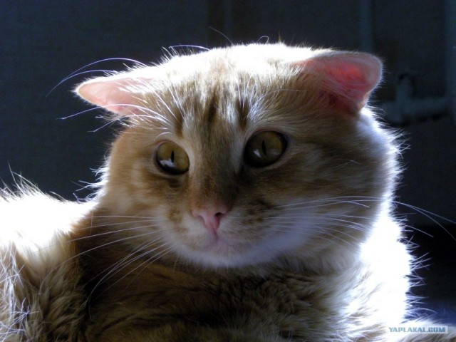 Котовторник на ЯПлакалъ (10.06.08), прикольные коты, добавляем свои!