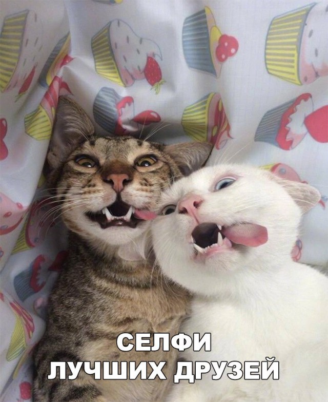 Немного милоты