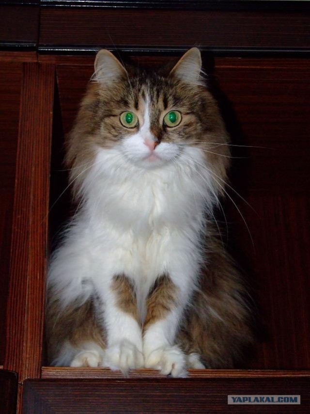 Котовторник на ЯПлакалъ