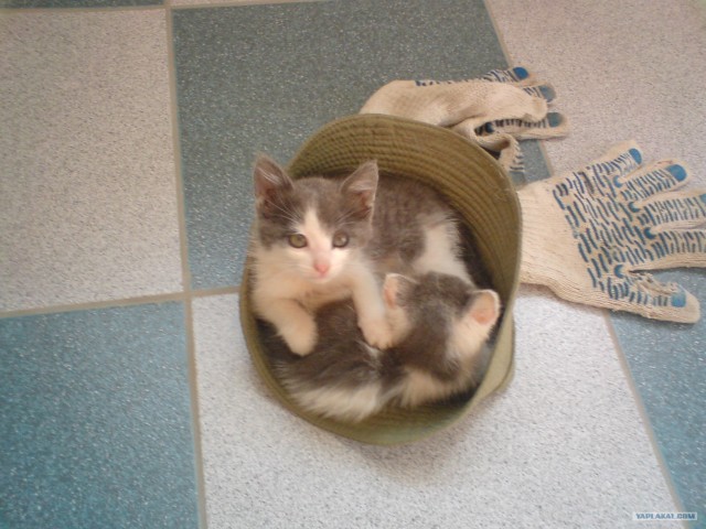Котовторник стартует