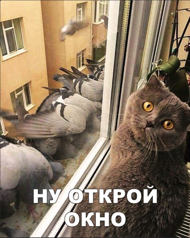Нестандартный юмор