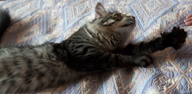 Ну и где ваш котовторник?