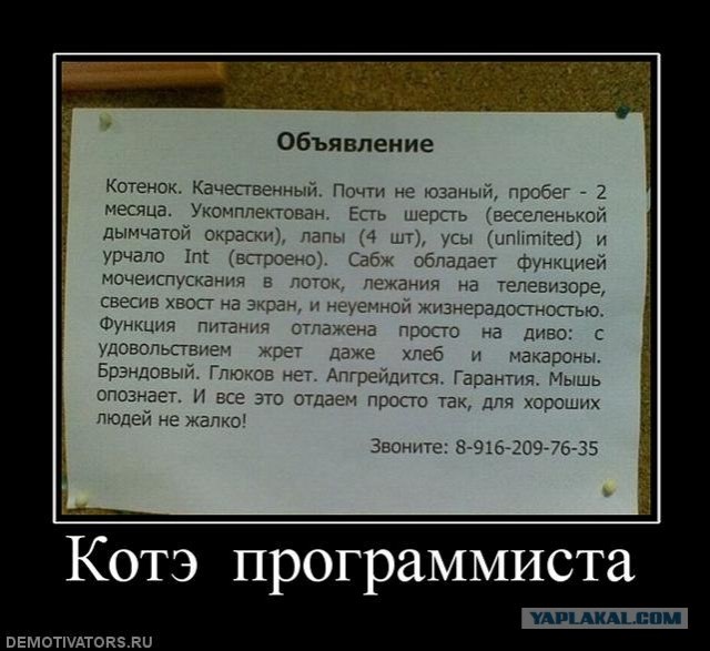 Как правильно продать кошака