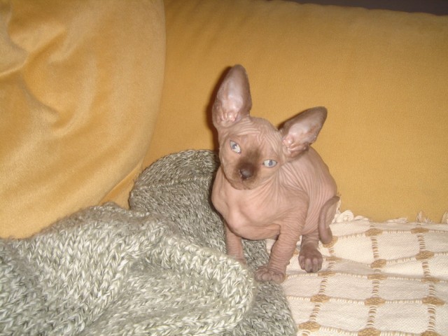 Котовторник (31.01.2012)