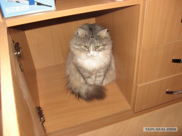 Котовторник! 13.03.2012