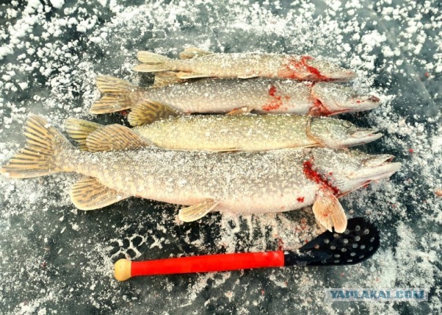 Щука тикка масала