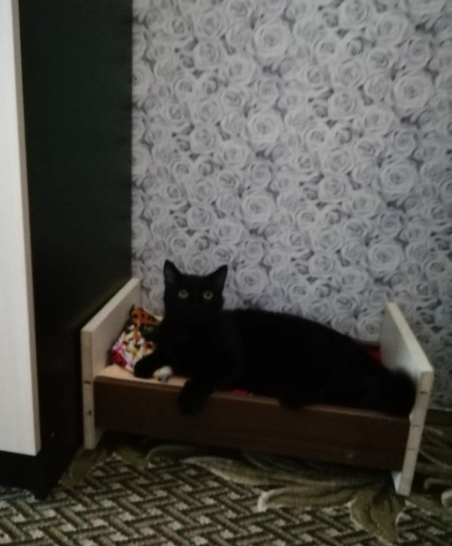 Кровать для кошек