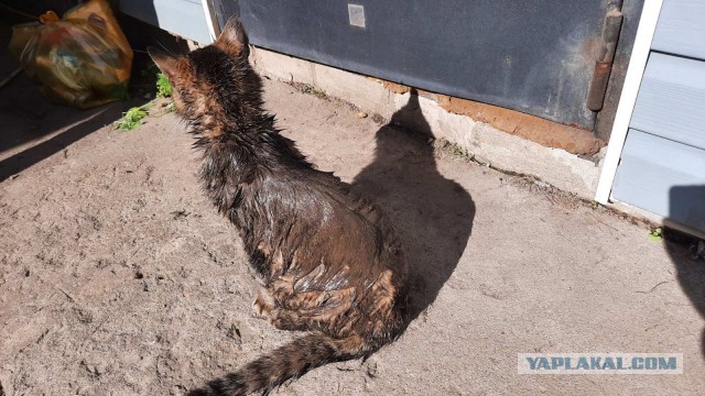 Котовторник животворящий - спасение котейки из стены дома