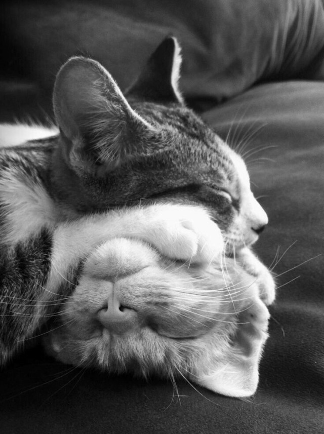 Коты, которые спят где попало и как попало