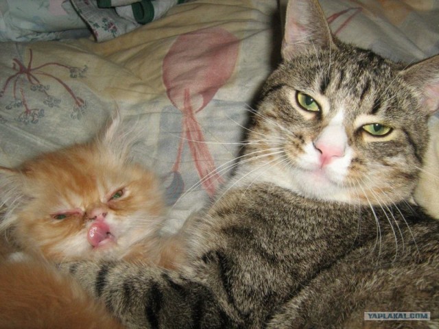 Отжабте моего кота