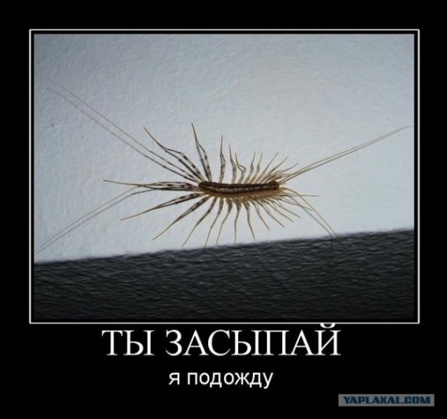 Сдаю квартиру, дешево. Есть небольшой нюанс!
