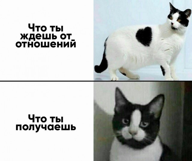 Весёлый полтишок 19.03