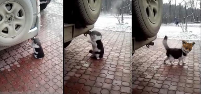 Кошак токсикоман