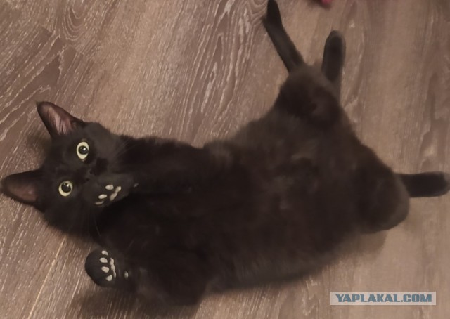 Даешь котовторник!