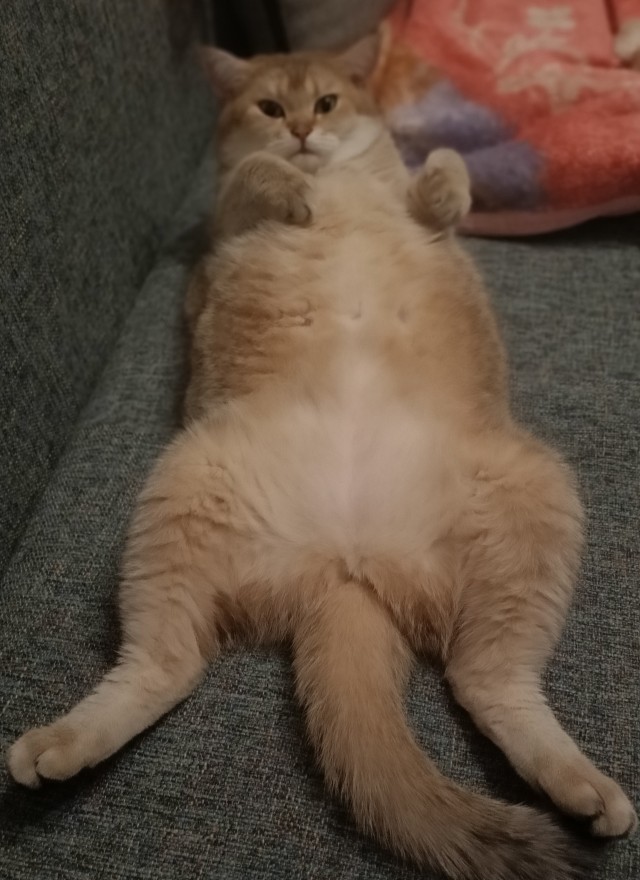 Даешь котовторник!