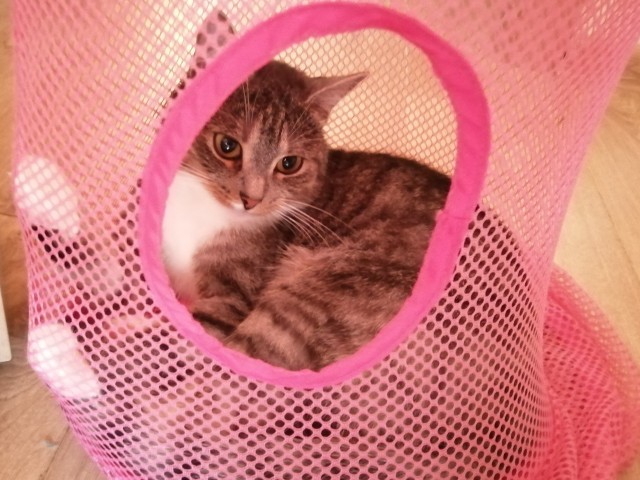 Хоба! Котовторник!