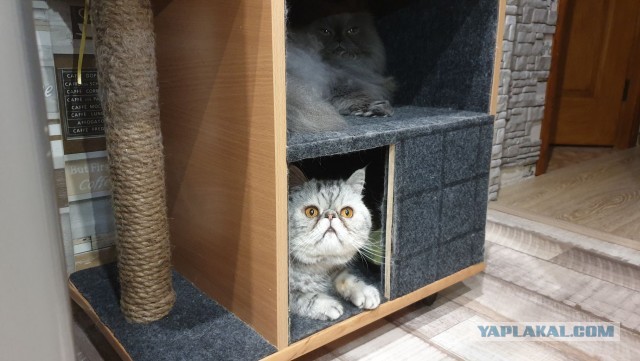 Котовторник (свои добавляем)