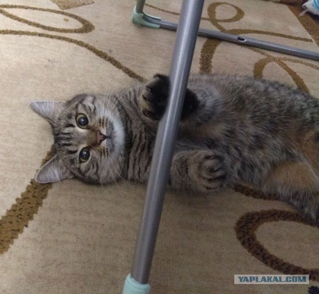 Котовторник